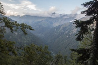 evening look to the primary forest