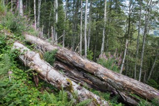 disturbance in beech-fir-spruce forest