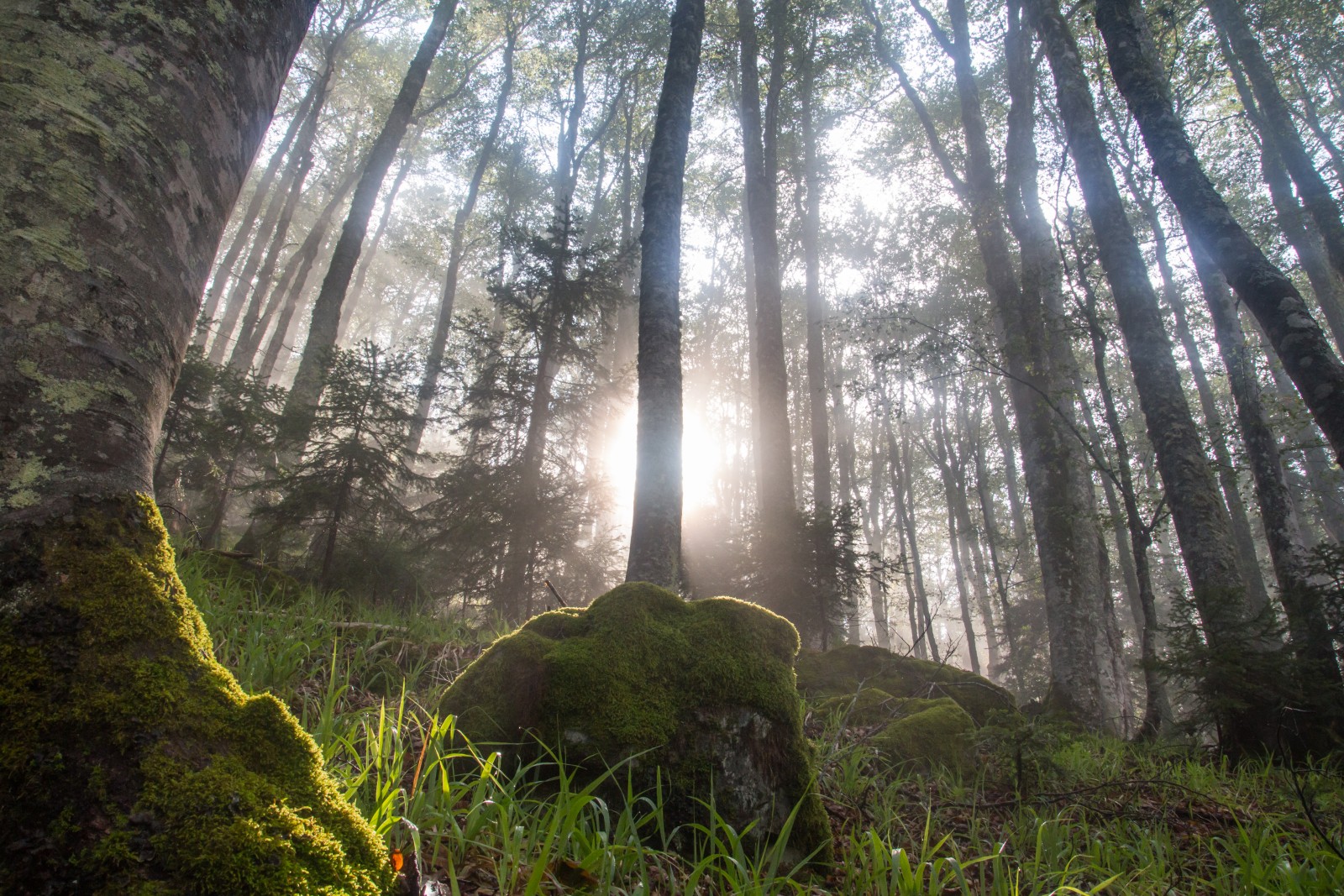 Large strictly protected forest landscapes will help maintain both biodiversity and long-term carbon storage