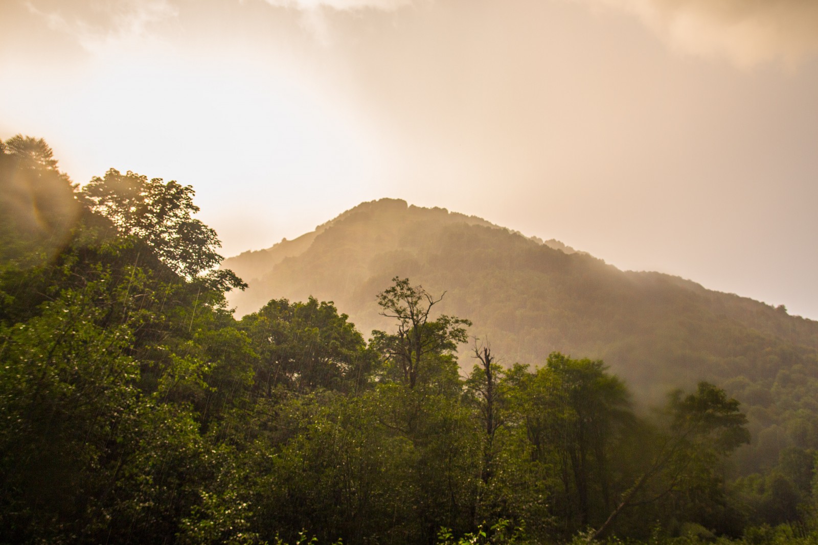 Primary forests in Slovakia finally received adequate protection